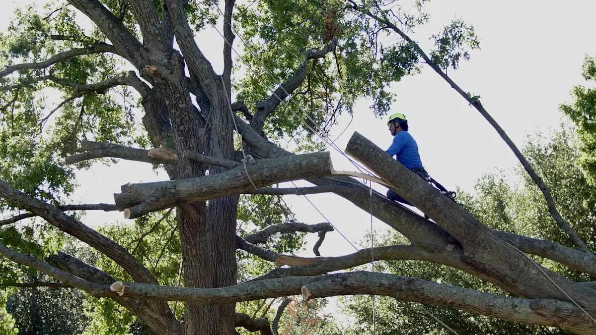 Professional Hazardous Tree Removal performed by certified arborists in Merrimac