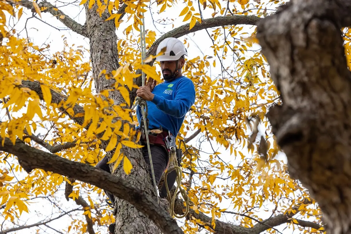 Skilled Tree Trimming crew working in Merrimac