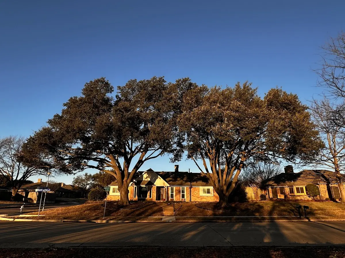 Established residential canopy tree shading a home in Merrimac